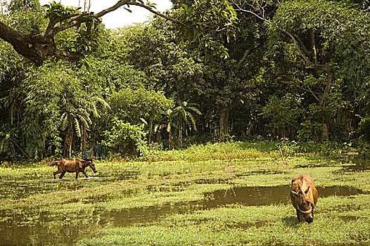 驴,沼泽,孟加拉,七月,2007年