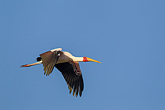 一个,鹳,翼,伸展,倾斜,向下,腿,湖,国家公园,坦桑尼亚