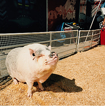 肖像,猪,畜栏