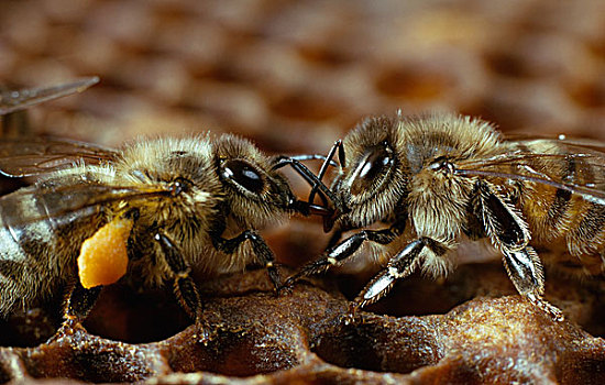 蜜蜂,意大利蜂,工人,交换,食物,蜂窝,记事本,满,花粉,篮子,左边,欧洲