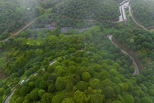 中国广西临桂,桂林之花,林业示范区雨后云雾缭绕景色秀丽