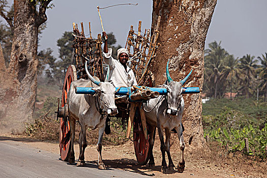 牛,手推车,靠近,印度南部,印度,南亚,亚洲