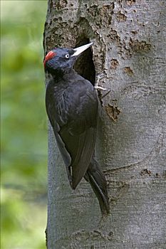 黑啄木鸟,女性,等待,正面,巢穴,波兰