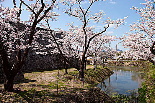 樱花,古老,城堡,兵库,日本