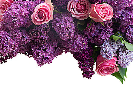 丁香,边界,紫罗兰,花,粉色,玫瑰,隔绝,白色背景,背景