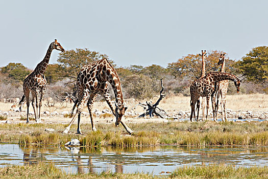 牧群,安哥拉,长颈鹿,站立,草地,靠近,水潭,一个,弯腰,喝