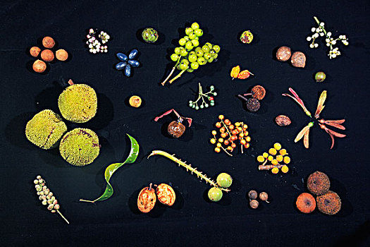 水果,收集,八月,山,国家公园,沙捞越,马来西亚