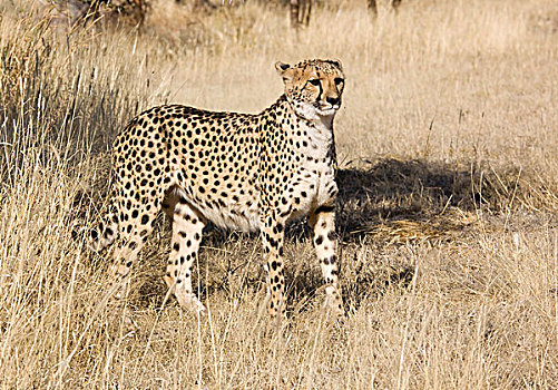 印度豹,纳米比亚,非洲
