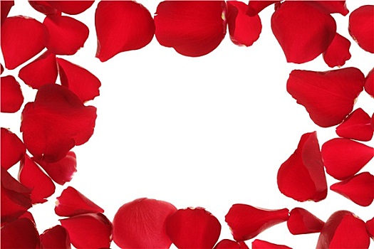 红玫瑰,花瓣,框,边界,白人,留白
