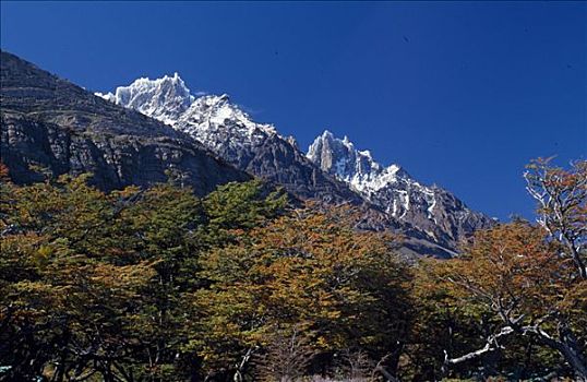 秋叶,正面,山脊,大,托雷德裴恩国家公园,智利