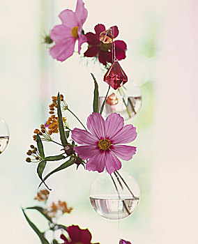 悬挂,玻璃花瓶,大波斯菊,有色玻璃,晶莹