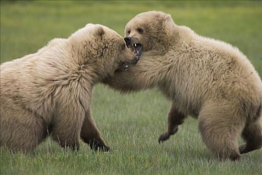 大灰熊,棕熊,两个,幼小,打闹,卡特麦国家公园,阿拉斯加