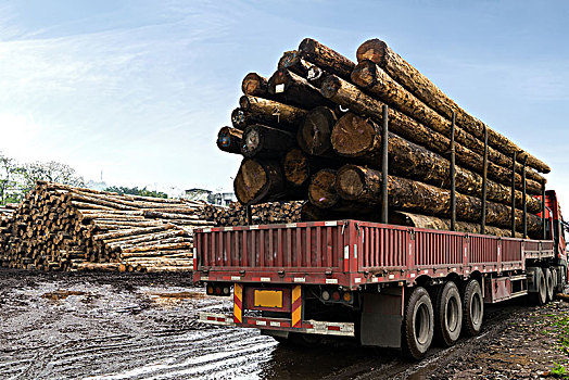 卡车在运输木材