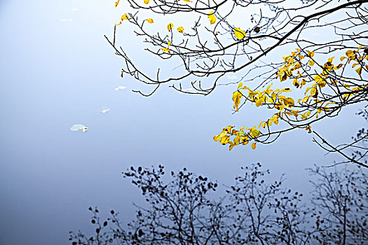 秋天,黄叶,沿岸,树枝,反射,寒冷,蓝色,安静,湖水