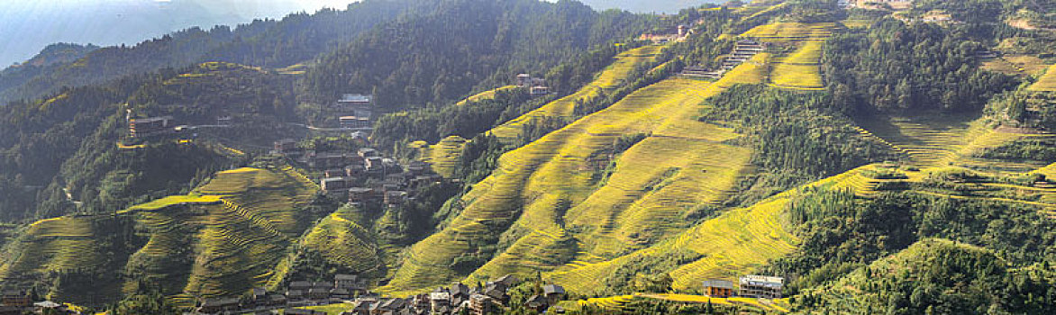 龙脊梯田遍地金