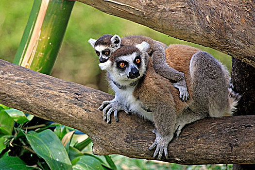 节尾狐猴,狐猴,贝伦提保护区,马达加斯加,非洲