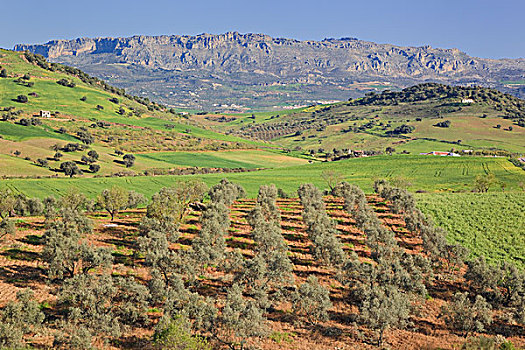 风景,橄榄树,靠近,康塞普西翁,马拉加,安达卢西亚,西班牙
