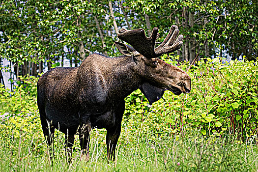 侧面,大,驼鹿,展示,下巴,天鹅绒,鹿角,格罗莫讷国家公园,纽芬兰,拉布拉多犬,加拿大