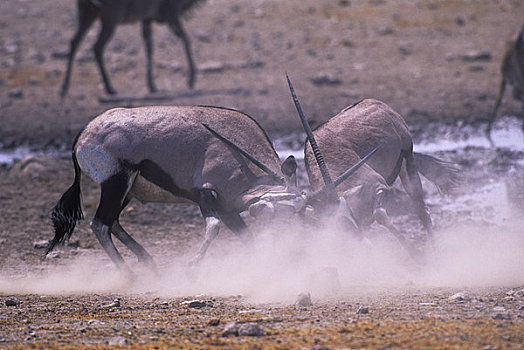 非洲,纳米比亚,埃托沙国家公园,长角羚羊,争斗