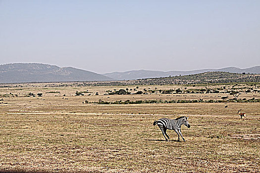 肯尼亚非洲大草原斑马-奔跑