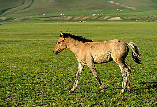 小马,放牧,草地,山谷,蒙古,亚洲