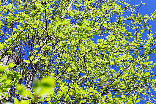 菩提树,叶子,春天
