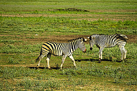 山,埃托沙国家公园,纳米比亚,非洲