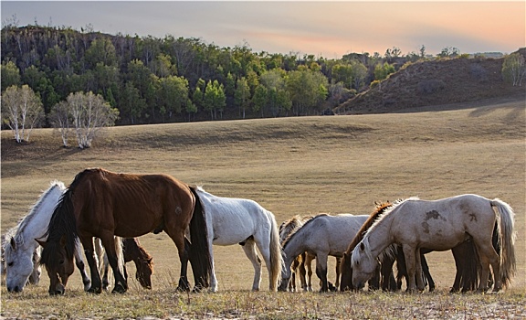 乌兰布统大草原的马群