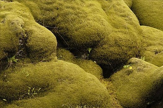 粗厚,层次,苔藓,冰岛