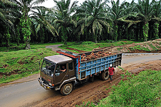 油,手掌,水果,卡车,运输,种植园,旁侧,古农列尤择国家公园,北方,苏门答腊岛,印度尼西亚