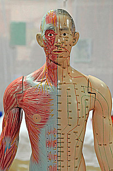 针灸穴位,人,解剖模型