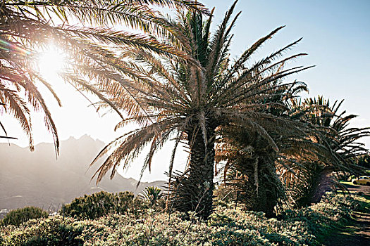 太阳,棕榈树