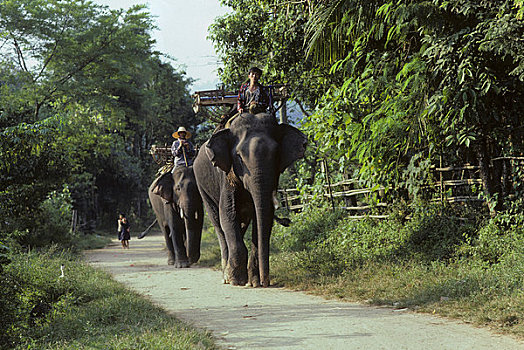 北方,泰国,河,克伦邦,乡村,部落男子,骑,大象