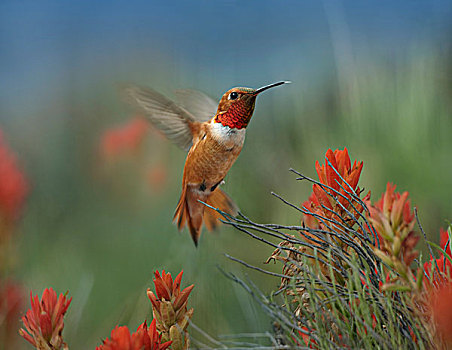 蜂鸟,棕煌蜂鸟,花,花蜜,新墨西哥
