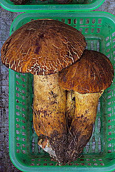 蘑菇,昆明,中国