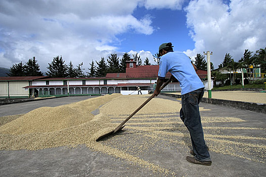 哥斯达黎加,阿拉胡埃拉,不动产,咖啡种植园,工人,转,弄干,咖啡豆