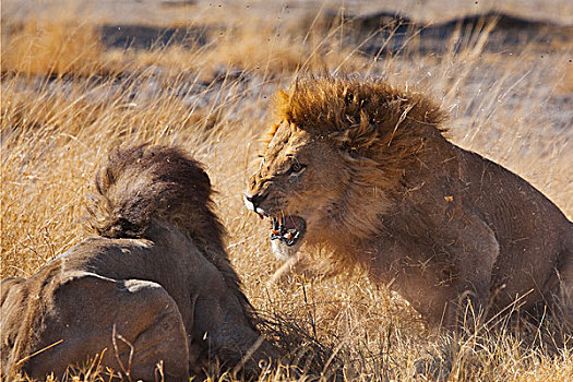 非洲狮,狮子,莫雷米禁猎区,奥卡万戈三角洲,博茨瓦纳