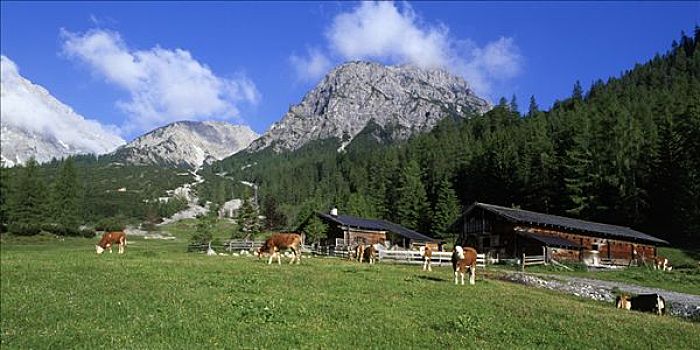 高山牧场,山峦,山谷,提洛尔,奥地利,欧洲