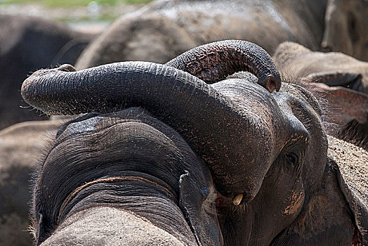 亚洲象,象属,幼兽,雄性动物,玩,大象孤儿院,中央省,斯里兰卡,亚洲