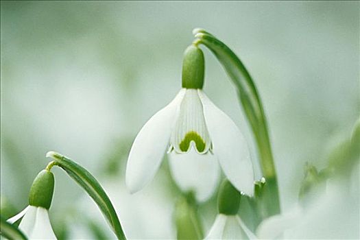 特写,雪花莲