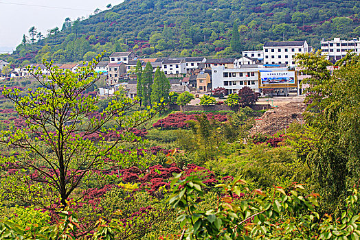 红枫,山坡,樱花,村庄,房子