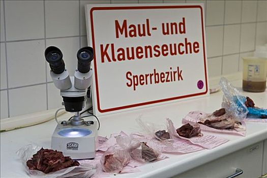 实验室,肉,检查,嘴,爪,传染病,德国