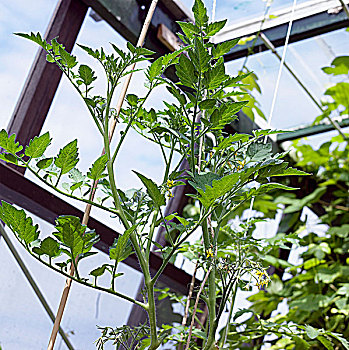 番茄植物,温室