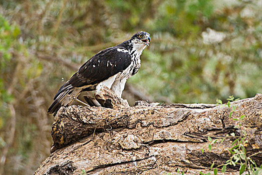 美国兀鹰,杀,安波塞利国家公园,肯尼亚