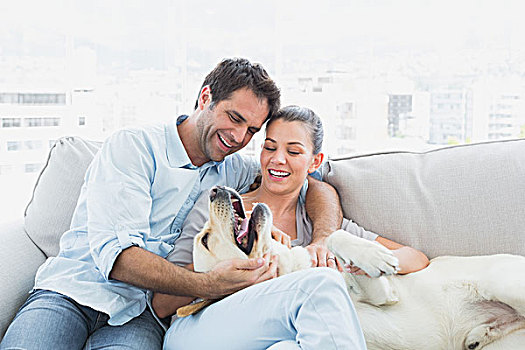 幸福伴侣,爱抚,黄色拉布拉多犬,沙发
