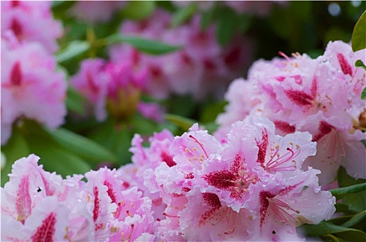 杜鹃花属植物