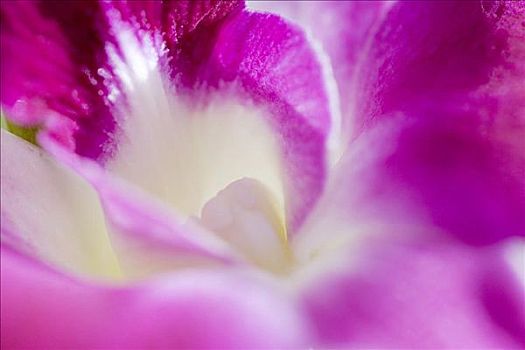 兰花,特写,紫色,花