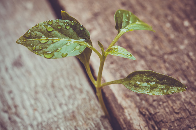 芽,发芽,木地板,老_高清图片_全景视觉