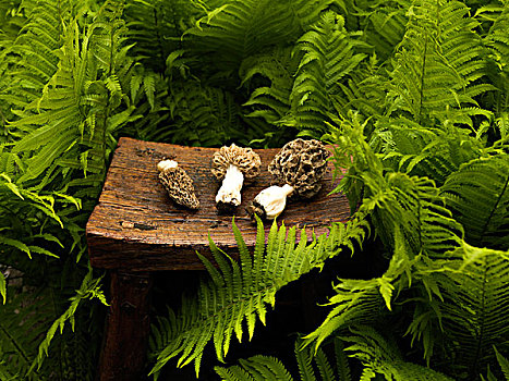 蘑菇,木质,凳子,蕨类