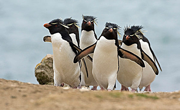 凤冠企鹅,南跳岩企鹅,群,道路,生物群,福克兰群岛